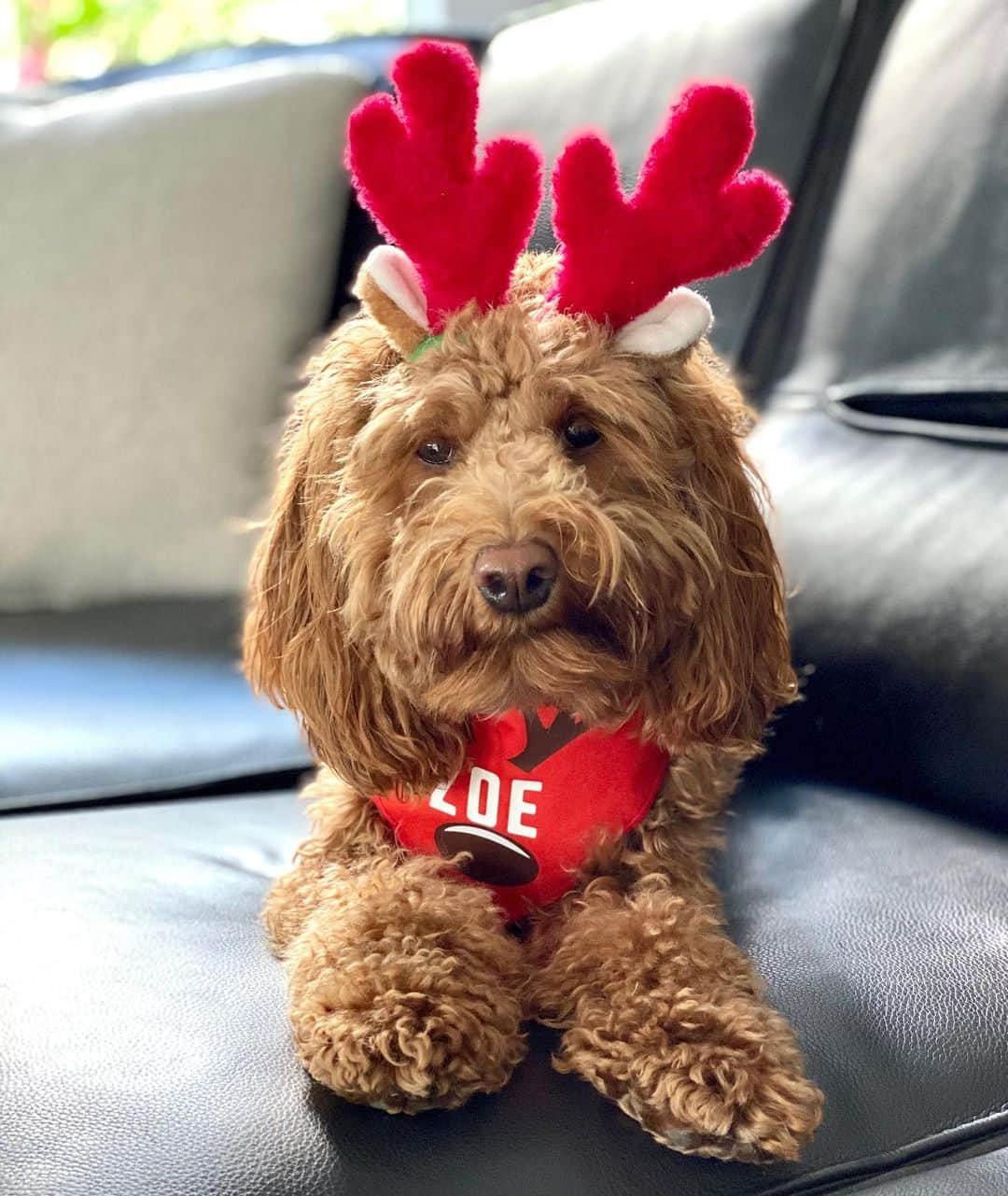 モーガン・プレッセルさんのインスタグラム写真 - (モーガン・プレッセルInstagram)「Zoe’s in the holiday spirit! Fill in the blank - All I want for Christmas/Hanukkah is......」12月25日 2時04分 - mpressel