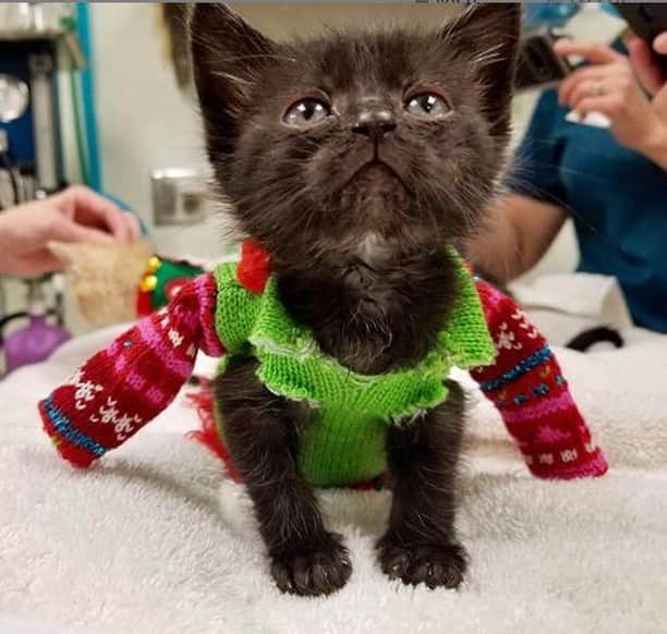 のインスタグラム：「Precious little Luna wishes you all have cute holiday sweaters like she does! 🎄☃️❄️ Thank you @FosterKittenMomma for sharing this photo with us! 💖」