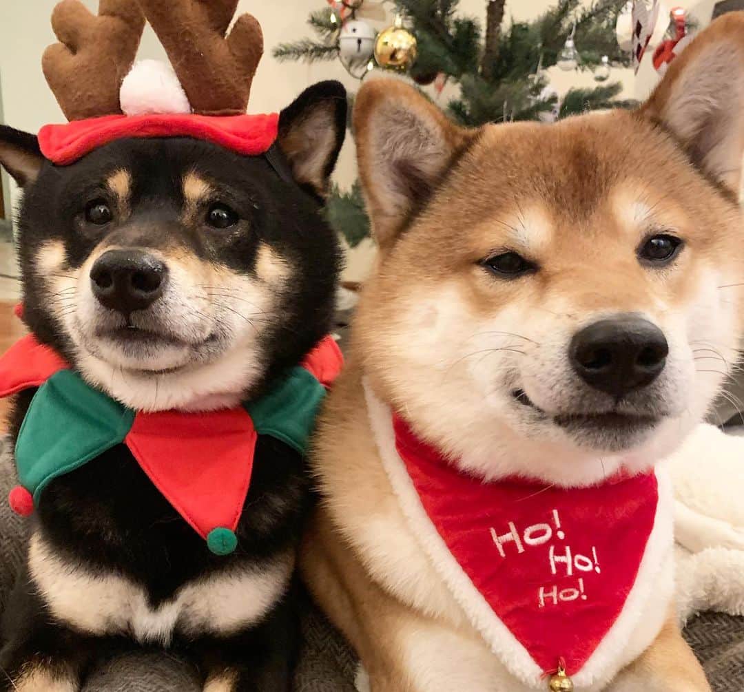 ?Fricko the Shiba Inu?のインスタグラム：「God Jul hoomans!!! Wish you a happy holiday!!!🎄🎄🎄🎄🎄 🐾 🐾 🐾 #FrickoandKeaton #🐶 #☀️ #shiba #shibainu #dog #柴犬 #赤柴 #黒柴  #adorable #shibalovers #shibaholics  #dogoftheday  #weeklyfluff #aww #dogstagram  #dogscorner #puppiesofinstagram #shibapuppy」