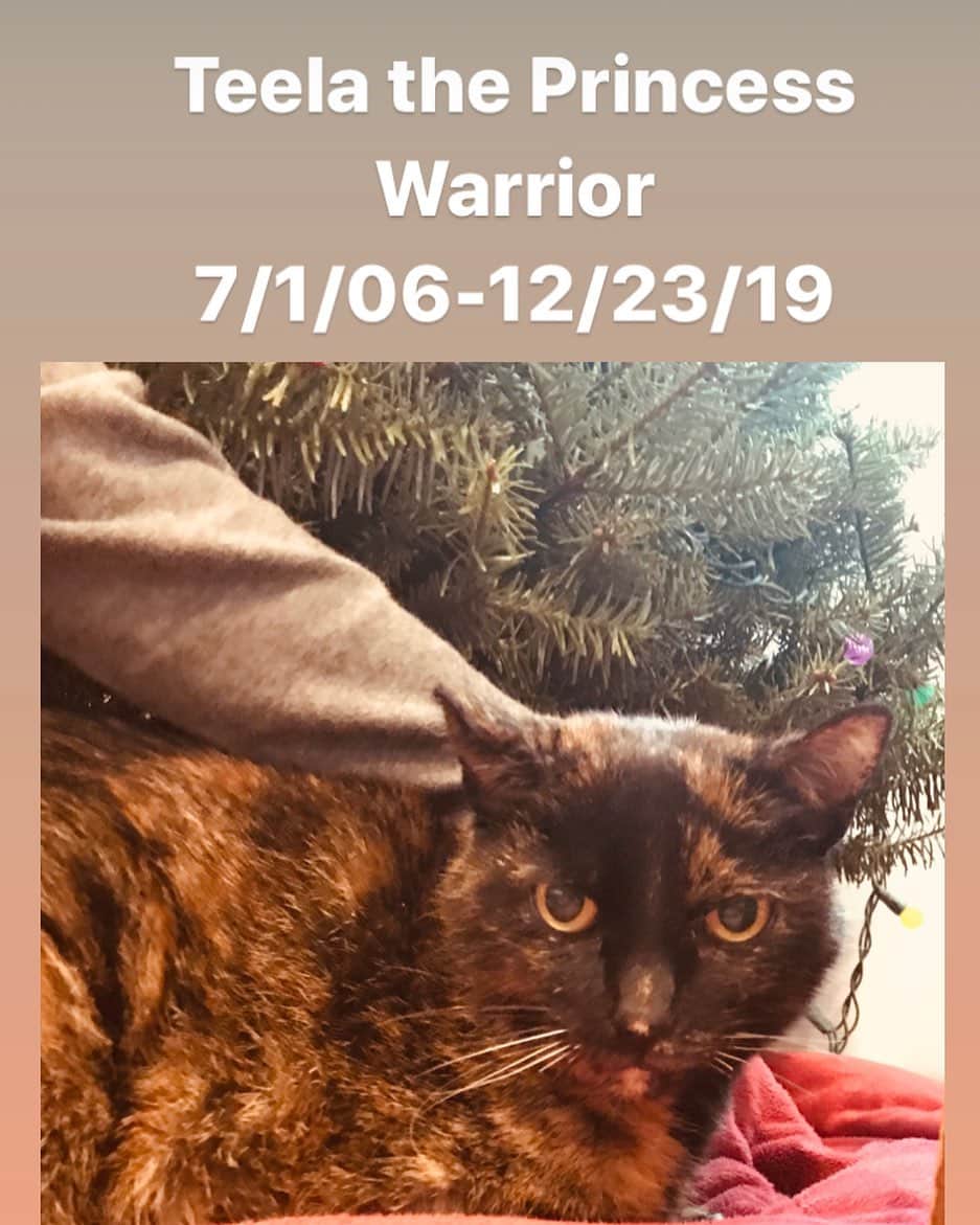 ジュリー・マクニヴンのインスタグラム：「Teela, you may have always looked angry and evil but you were the sweetest. I will miss your aggressive early morning cuddles and how you always tried to eat my hair elastics off my head. I hope we humans did right by you and stopped your suffering before it got really bad. Love you Teela 💔」