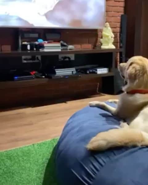 DogsOf Instagramのインスタグラム：「The bark at the end 😢 “this is my 10 month old golden retriever named mufasa who was moved watching "mufasa's" death from the lion king.” writes @mitsu7x  #dogsofinstagram」