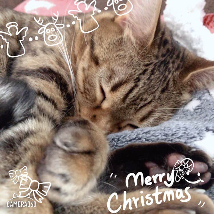 古城優奈さんのインスタグラム写真 - (古城優奈Instagram)「Merry Christmas🎄」12月25日 13時19分 - yuna_kojyo