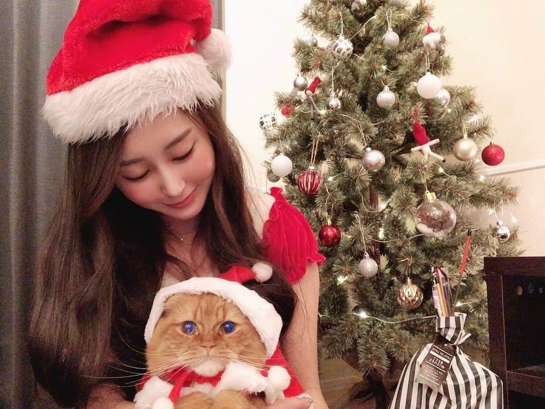 八尋莉那のインスタグラム：「Merry Christmas🎄 ・ 🐱#Titty🐱 #くりすます#クリスマス#christmas #クリスマスツリー#christmastree #クリスマス#オーナメント#ツリーの飾り付け#ツリー#tree#nikoand#bayflow#ikea#nitori #猫とツリー#猫とクリスマス#🎄#スコティッシュフォールド#スコティッシュ#猫#cat#インテリア#部屋#room#冬」