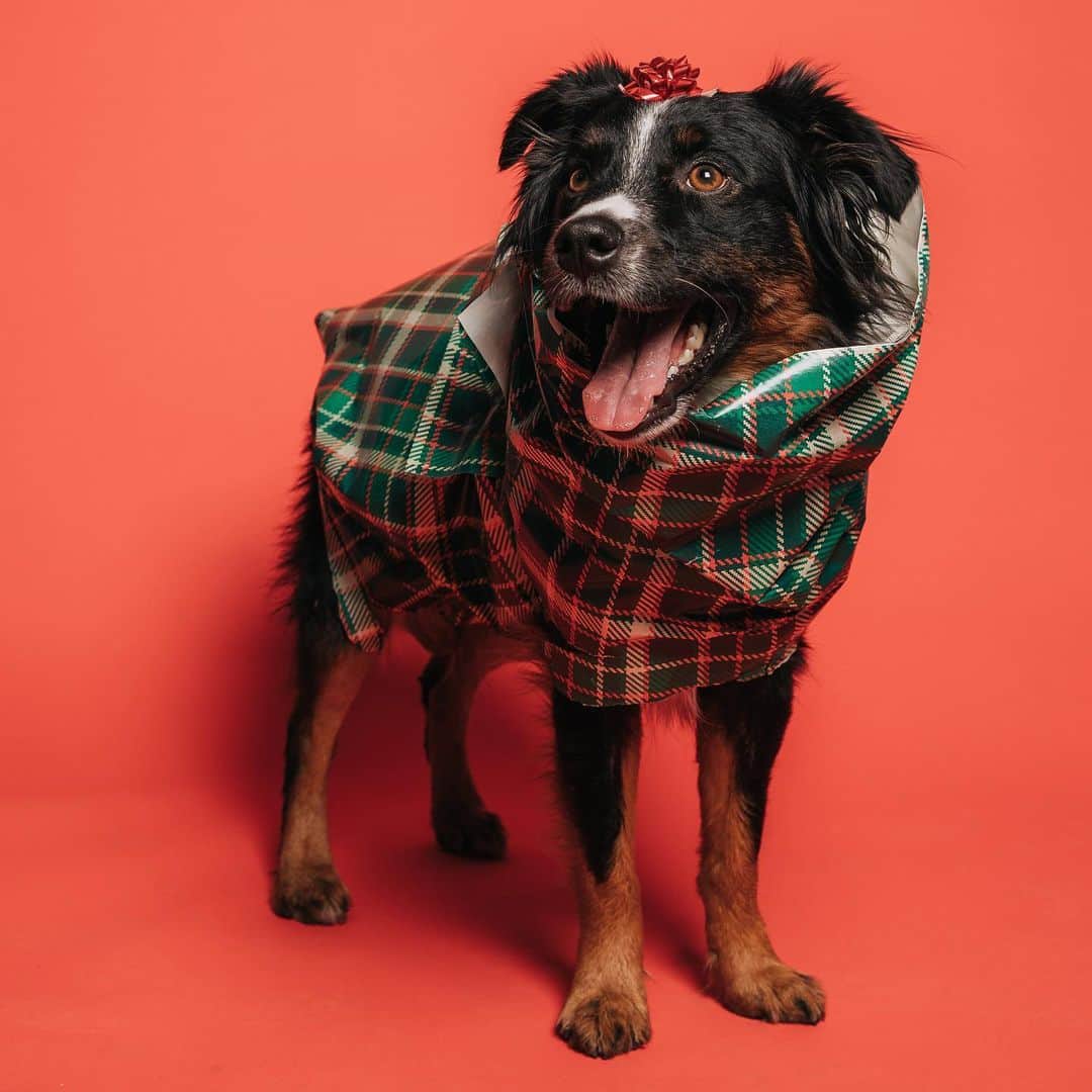Burton Japanさんのインスタグラム写真 - (Burton JapanInstagram)「クリスマストリートは5秒で食べ終えたであろうワンたちから「Happy Holidays♪」 #HappyHolidays #DogsofBurton」12月25日 13時43分 - burtonjapan