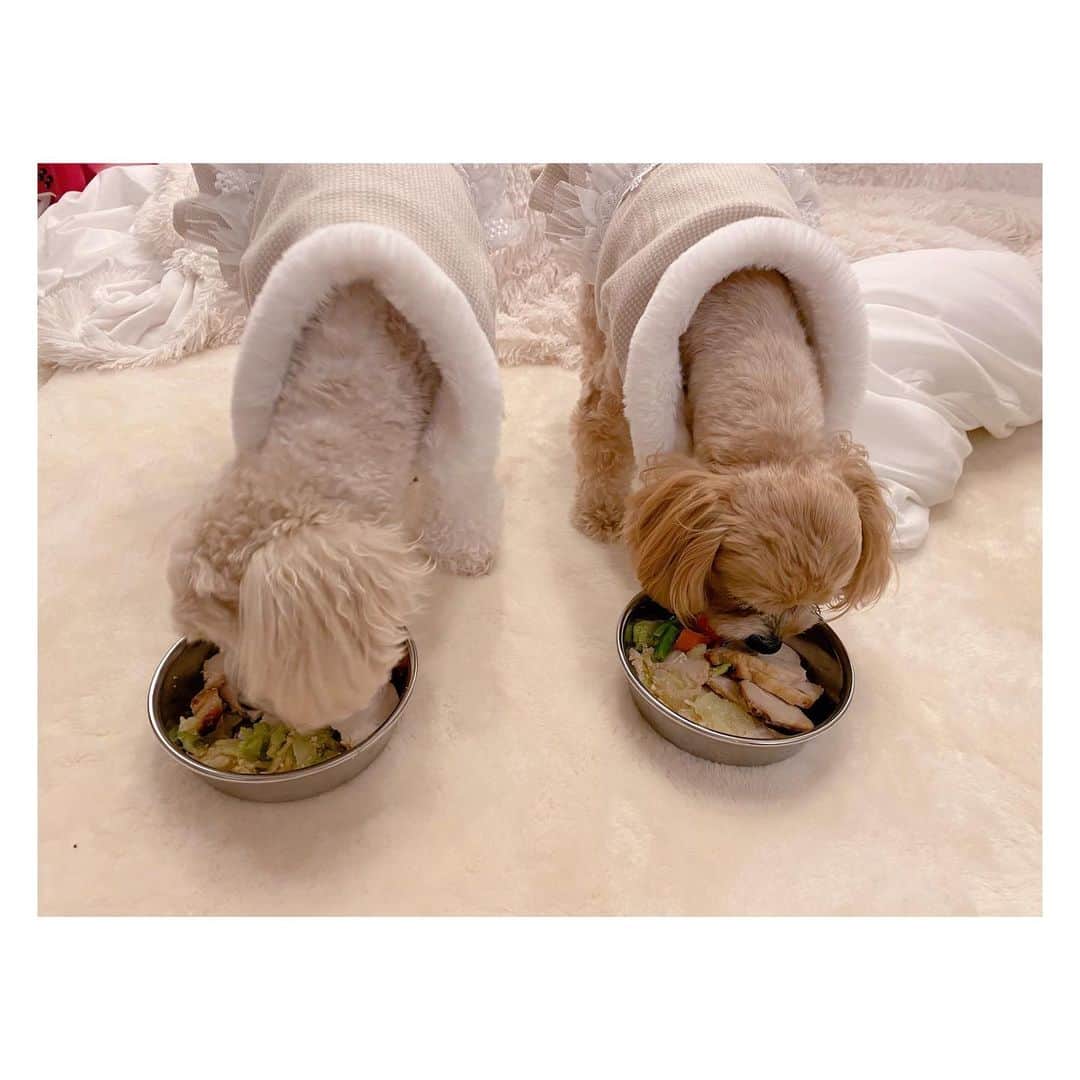 辻希美さんのインスタグラム写真 - (辻希美Instagram)「Xmasのクック、モカのご飯も犬用チキン🐶🍗💕✨" #クック #モカ #クリスマスディナー #犬用チキン #🐶🍗 #一瞬でペロリ #🎅💕」12月25日 13時49分 - tsujinozomi_official