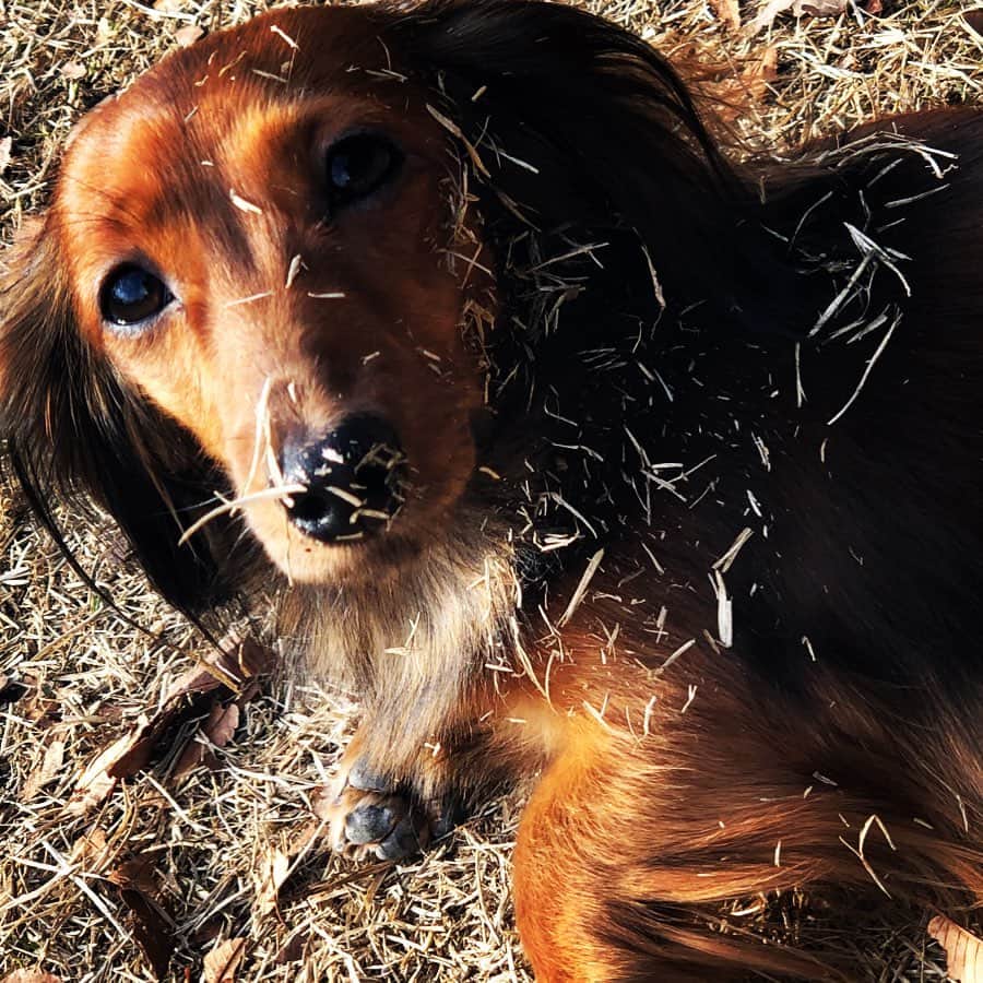 井出有治さんのインスタグラム写真 - (井出有治Instagram)「シャンプーしたばかりなのに、公園に来たら一瞬で草まみれ😳  #dog #miniaturedachshund #犬 #ミニチュアダックスフンド #merrychristmas」12月25日 13時49分 - yuji_ide_official