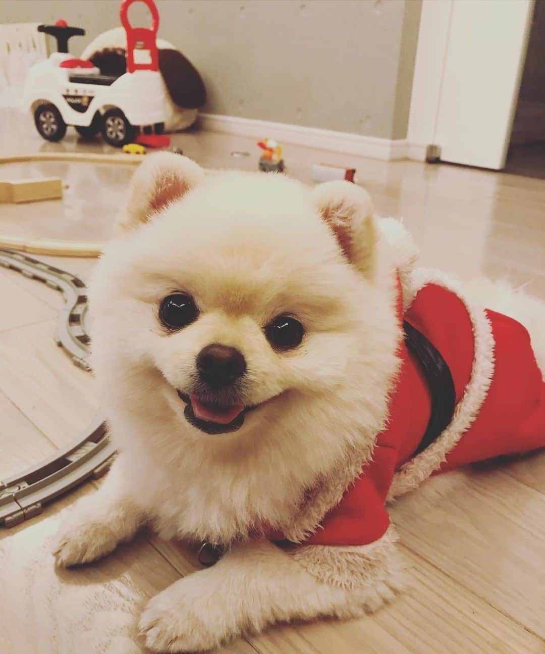 葵ゆりかさんのインスタグラム写真 - (葵ゆりかInstagram)「メリークリスマス🎁🎄🐶 #クリスマス　#christmas #christmastree #サンタ　#サンタコス　#愛犬　#にょろ　#おもち　#ミックス犬　#ミニチュアダックス　#パピヨン　#マルチーズ　#ポメラニアン　#pomeranian #ポメ　#白ポメ　#わんこ　#いぬ　#いぬのいる暮らし #いぬすたぐらむ #犬　#instadog #dogstagram #dog #inustagram #犬バカ部」12月25日 14時01分 - yuriyuricchi