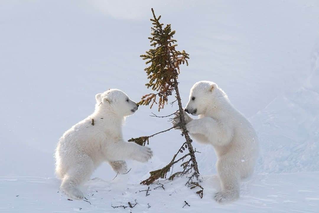 National Geographic Travelさんのインスタグラム写真 - (National Geographic TravelInstagram)「Photo by @DaisyGilardini | Canada's Wapusk National Park is the southernmost denning area for polar bears worldwide. The boreal forest here is rich with black and white spruce, providing an ideal playground for young polar bears. These joyful cubs totally destroyed this poor black spruce in little more than an hour.  Follow me @DaisyGilardini for more images and stories behind the scenes. #polarbear #cute #wapusknationalpark #manitoba #canada」12月25日 14時10分 - natgeotravel