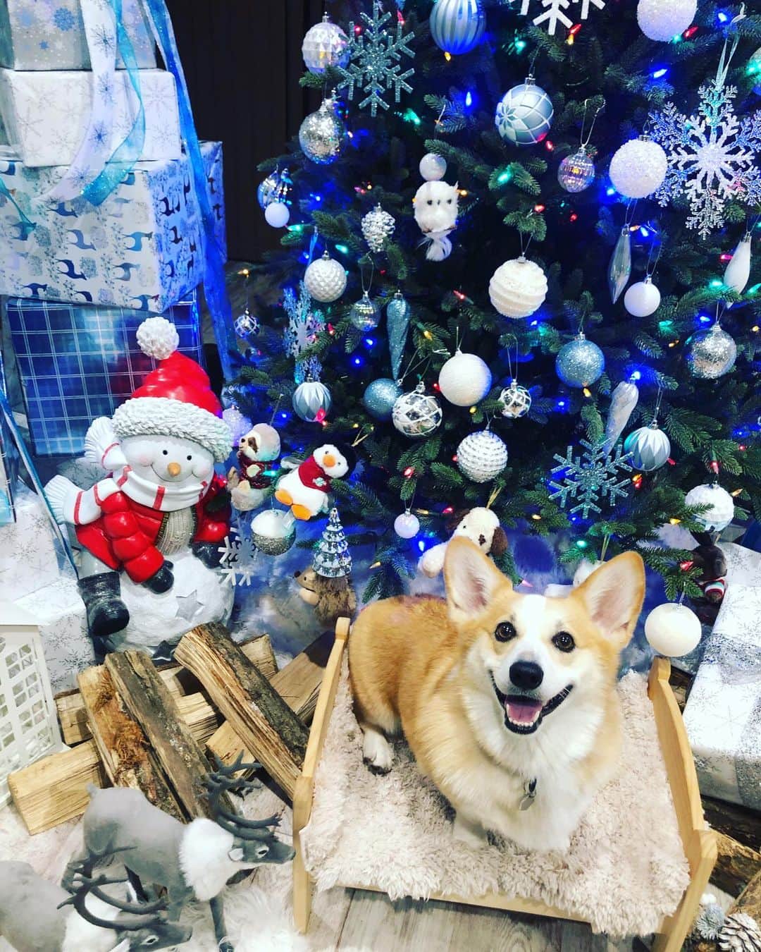 田上大地のインスタグラム：「🎅Merry Christmas🎅 皆さんにはサンタからのプレゼント届いたかな？ #いぬすたぐらむ #犬のいる生活 #ウェルッシュコーギー  #コーギー #corgi #柏レイソル #kashiwa #reysol」