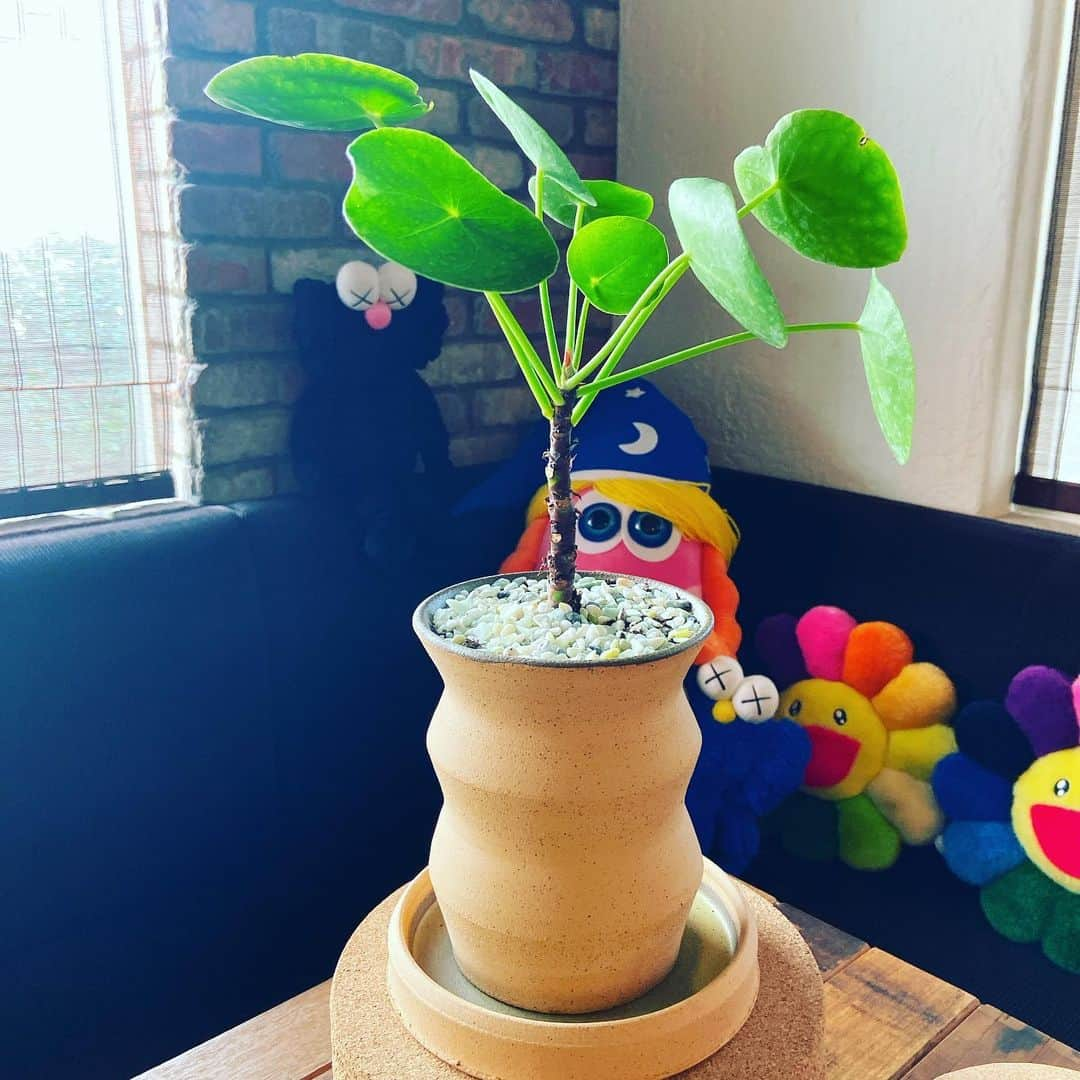 セス・ローゲンさんのインスタグラム写真 - (セス・ローゲンInstagram)「I started making pots. (May the puns ensue...)」12月25日 5時38分 - sethrogen