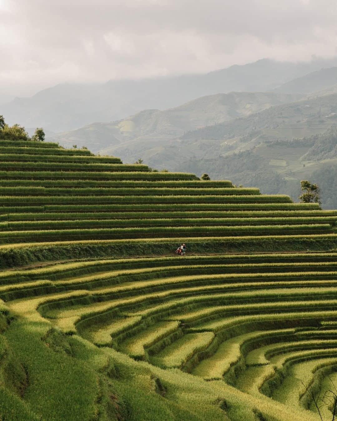 National Geographic Travelさんのインスタグラム写真 - (National Geographic TravelInstagram)「Photo by @kevinfaingnaert | Rice terraces cover Mu Cang Chai in northern Vietnam, home to some of Asia’s most magnificent cultivated topography. #vietnam」12月25日 6時05分 - natgeotravel