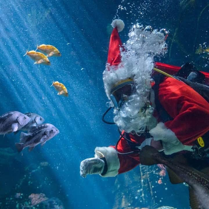 バンクーバー観光局- Tourism Vancouverさんのインスタグラム写真 - (バンクーバー観光局- Tourism VancouverInstagram)「本日12月24日(火)はクリスマスイブですね！バンクーバー水族館では、本日まで昨年に引き続きスキューバサンタも登場しています。60,000以上の生き物に出会えるので、バンクーバー旅行の際はぜひ家族で訪れてみてください。⁠ 📷 : @vanaqua(Instagram)⁠ .⁠ .⁠ .⁠ #カナダ #バンクーバー #Vancouver #旅 #旅行 #女子旅 #旅好き #一人旅 #海外旅行 #トラベル #旅女子 #旅行好きな人と繋がりたい #旅好きな人と繋がりたい #旅行好き #旅行大好き #旅行行きたい #旅に出たい #海外 #旅の記録 #旅の思い出 #旅行記 #旅したくなるフォト #マイトリップ #マイトリ #retrip_global #風景 #サンタクロース #スキューバダイビング #水族館 #バンクーバー水族館」12月25日 7時00分 - vancouvertabi