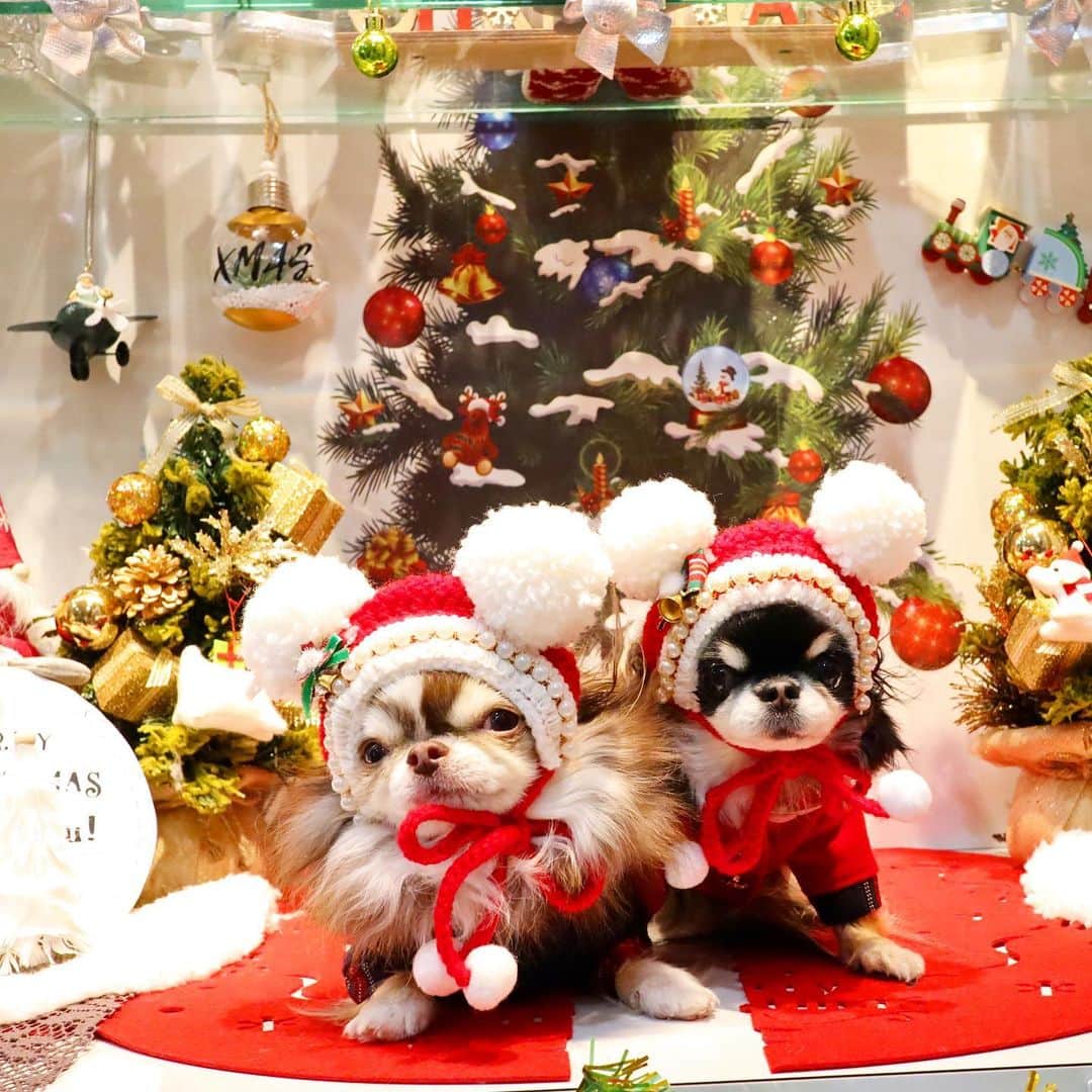 kayoのインスタグラム：「* * ⭐️🎄Happy Merry christmas🎄⭐️ * * みんなサンタさん来たー？🎅🏻🎁 * * Lychee❤️Melon * * #merrychristmas #メリークリスマス #chihuahua#chihuahualove#dogstgram#dog#instadog#チワワ#チワワ大好き * *」