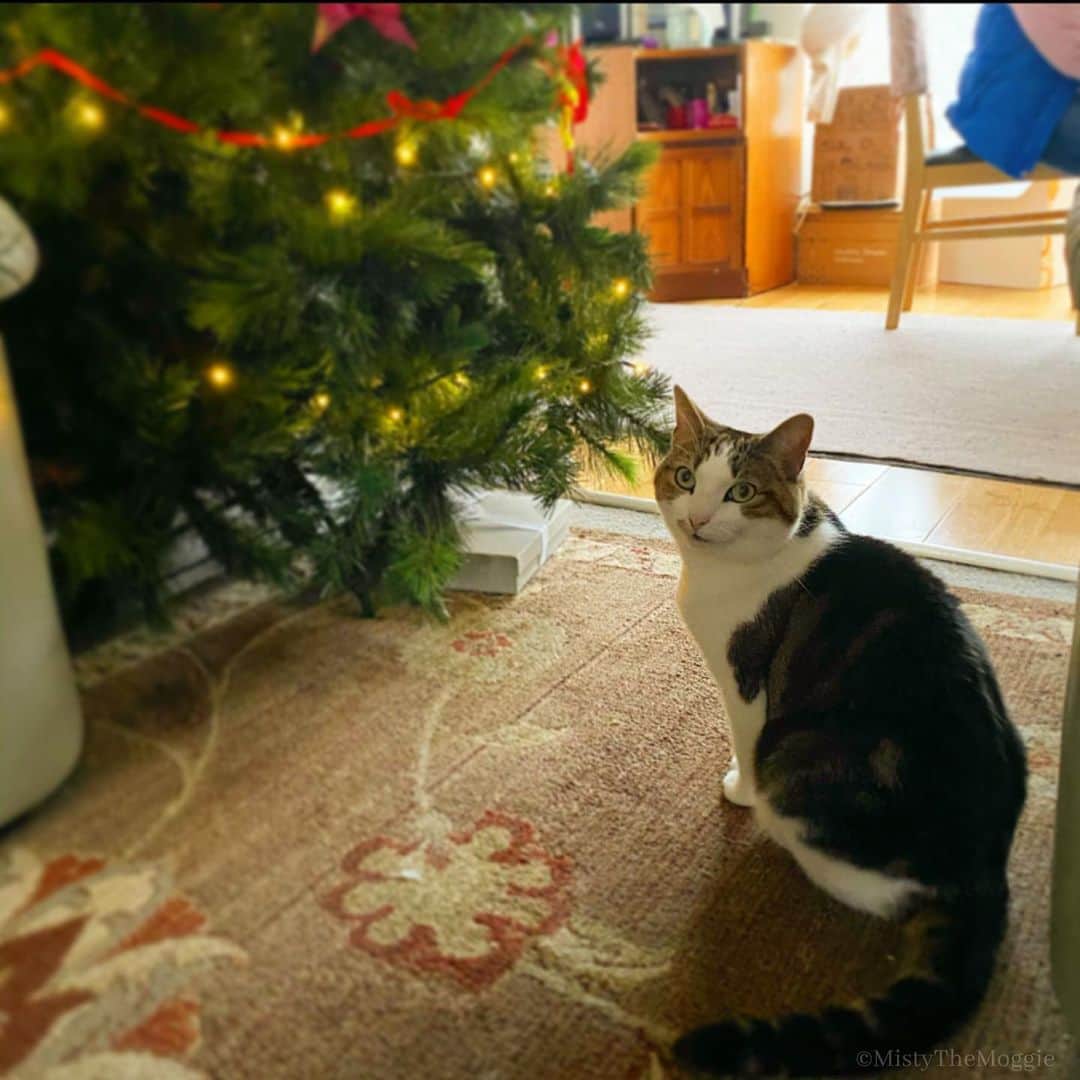 Misty The Moggieのインスタグラム：「Merry Christmas and happy holidays everyone! 🎉🎅🏻🎄🎁」
