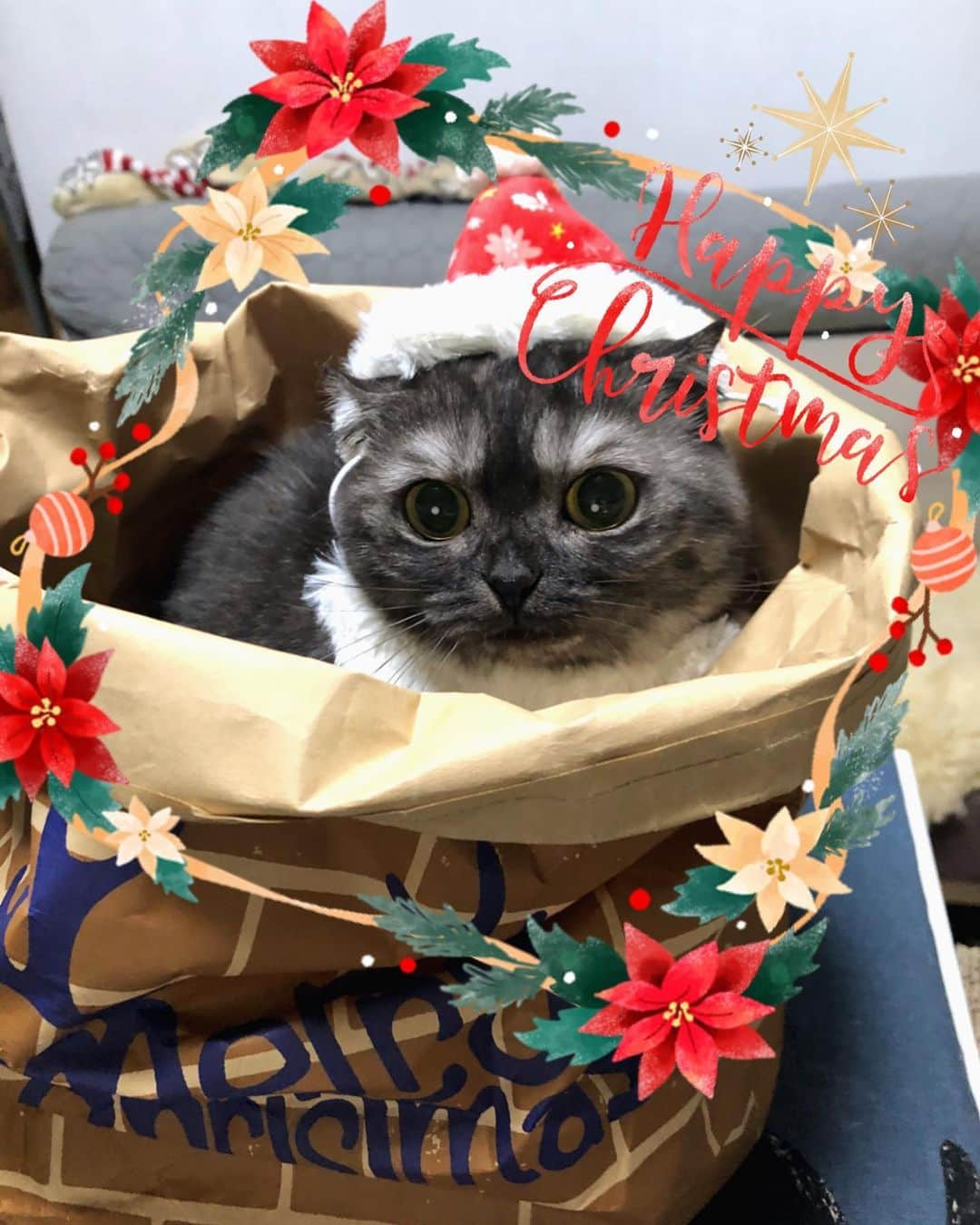 kamunaさんのインスタグラム写真 - (kamunaInstagram)「Merry Christmas🎄 From GOMA  #ねこ#cat#catofinstagram#cats#マンチカン部#ぺぺぺっつ#ねこのきもち#多頭飼い#黒猫詐欺#マンチカン#munchkin #scottishfold#スコティッシュフォールド#短足#ねこ好き#ねこのいる生活#bestmeow#リラックスmiawmiaw2019冬#pecoねこ部#pecotv#club_of_cats#catsoftheday#instacat_meows#cats_of_world#cat_features#hachiwarebroモデル」12月25日 7時26分 - tansoku_love