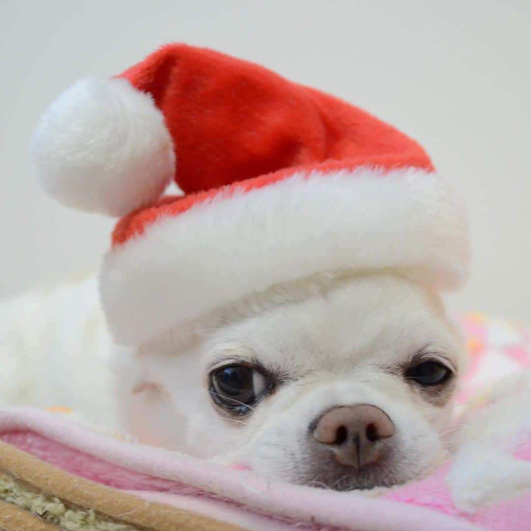 KORIKIのインスタグラム：「おはようございます♪ * #Xmas #dogofsapporo #dog, #dogs, #dogstagram,#chihuahua,#犬バカ部,#チワワ,#koriki, #hanadog #白スムチ連合会, #スムチー,  #dogofthedayjp, #dogoftheday  #ilovemydog #instadog #instapet #WhiteChihuahua  #吉娃娃 #치와와  #dogsofinstagram #Chihuahualover  #ชิวาวา #チワワの輪 #barkbox #WhiteChihuahuaParty #もふもふモフモフ」