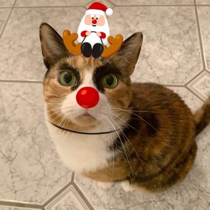 リリーのインスタグラム：「Santa is coming soon!🎅🏻 I’m hoping to guide his sleigh next year 😸 . . . .  #christmas #christmascat #naughty #nice #nicelist #santa #instacat #instachristmas #holiday #eyebrows #shopping #presents #catsoﬁnstagram #holidayseason #holiday」