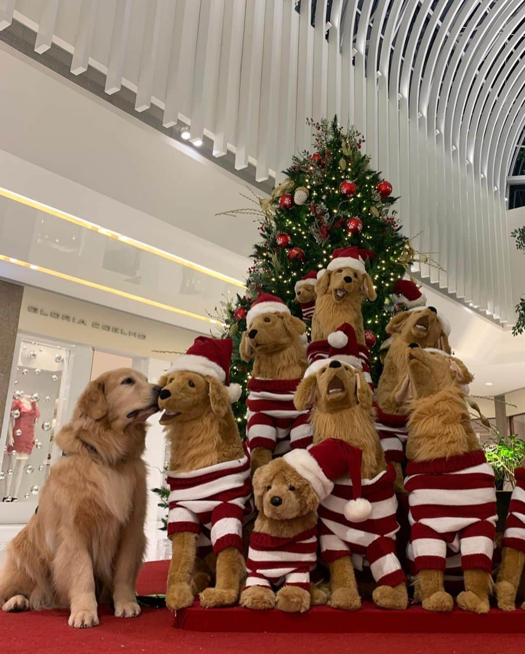 Bobさんのインスタグラム写真 - (BobInstagram)「A família Bob & Marley deseja um  Feliz Natal a todos!!!🎄🎅🏻❤️ . . . #pets #photooftheday #feliznatal #christmas #merrychristmas #petsofinstagram #instagrammers #instagram #instadaily #vejasp #goldenretriever #goldenretrievers #goldenretrieversofinstagram #dogs #dogstyle #dogoftheday #dogsofinstagram #saopaulo #gudfriends」12月25日 7時39分 - bob_marley_goldenretriever