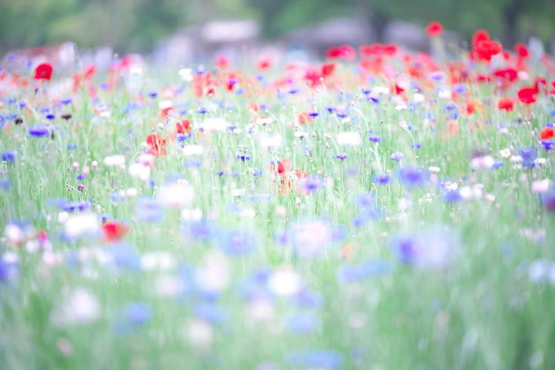 kiccyomuのインスタグラム：「☁️ 2019.12.25 Wed 今年の思い出😊 春の #昭和記念公園  また、来年も素敵な風景に 出会えるといいなぁ😊 * ストックから掘り出しフォト😅 * 今年もあと一週間… 今日も元気に🤗 * location #東京」