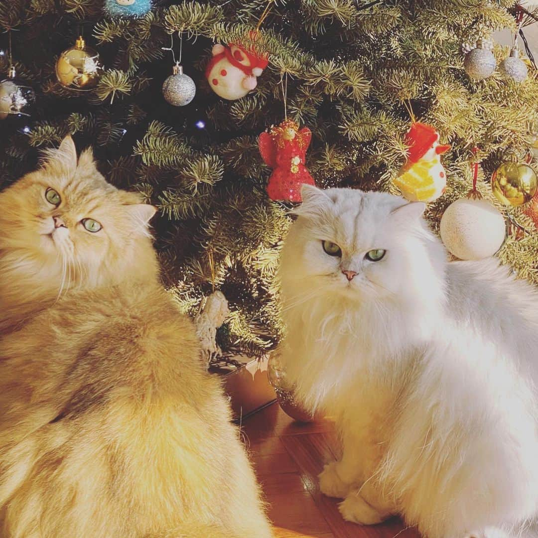 スー・チーさんのインスタグラム写真 - (スー・チーInstagram)「少爺們不喜過節 ～ 💅🏻💅🏻💅🏻 #Merry Christmas #cat」12月25日 8時37分 - sqwhat