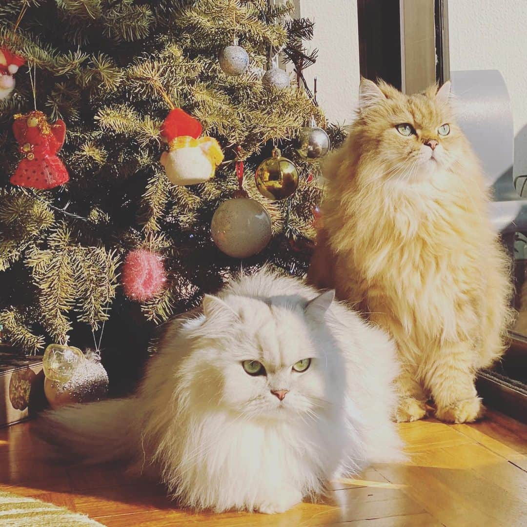 スー・チーさんのインスタグラム写真 - (スー・チーInstagram)「少爺們不喜過節 ～ 💅🏻💅🏻💅🏻 #Merry Christmas #cat」12月25日 8時37分 - sqwhat