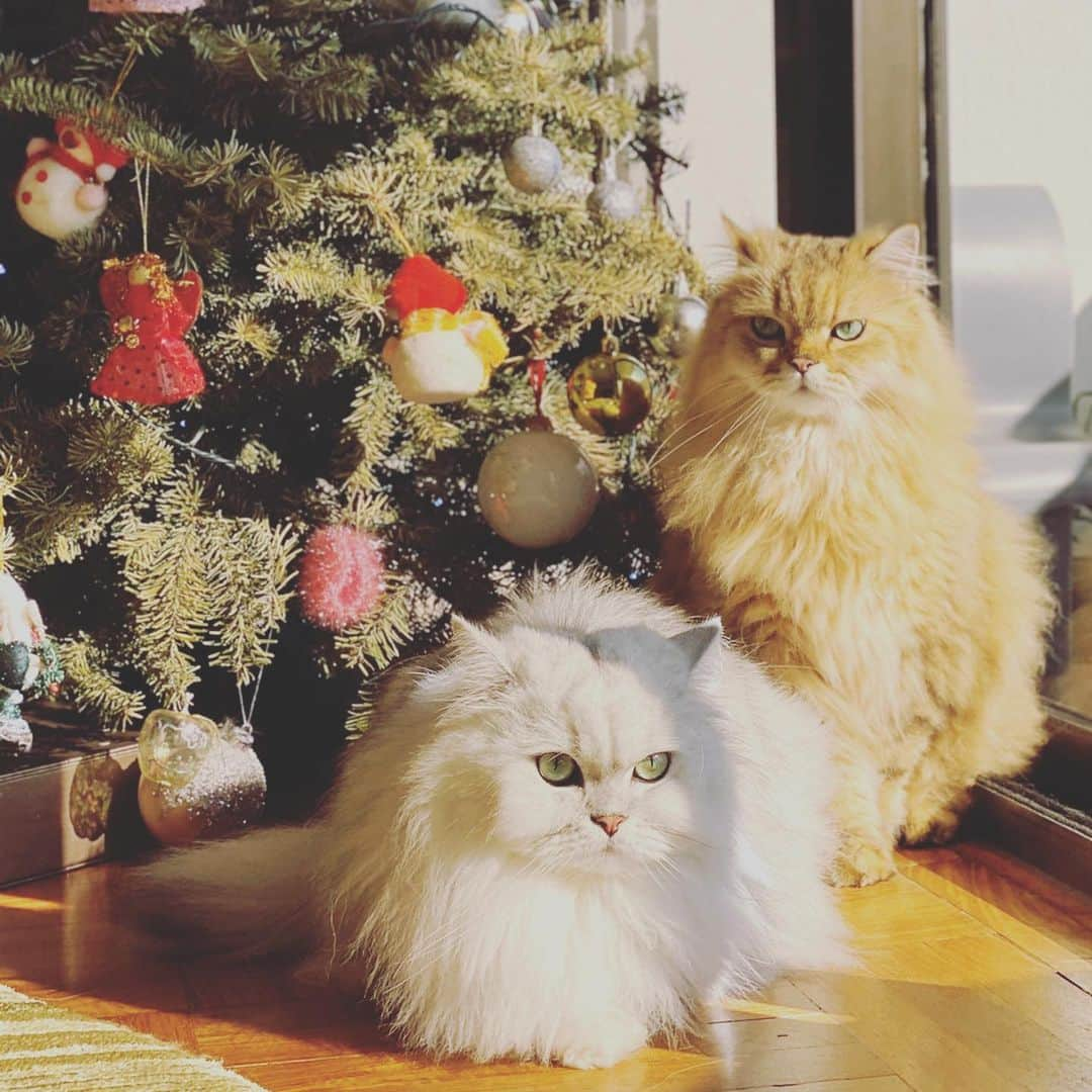 スー・チーさんのインスタグラム写真 - (スー・チーInstagram)「少爺們不喜過節 ～ 💅🏻💅🏻💅🏻 #Merry Christmas #cat」12月25日 8時37分 - sqwhat