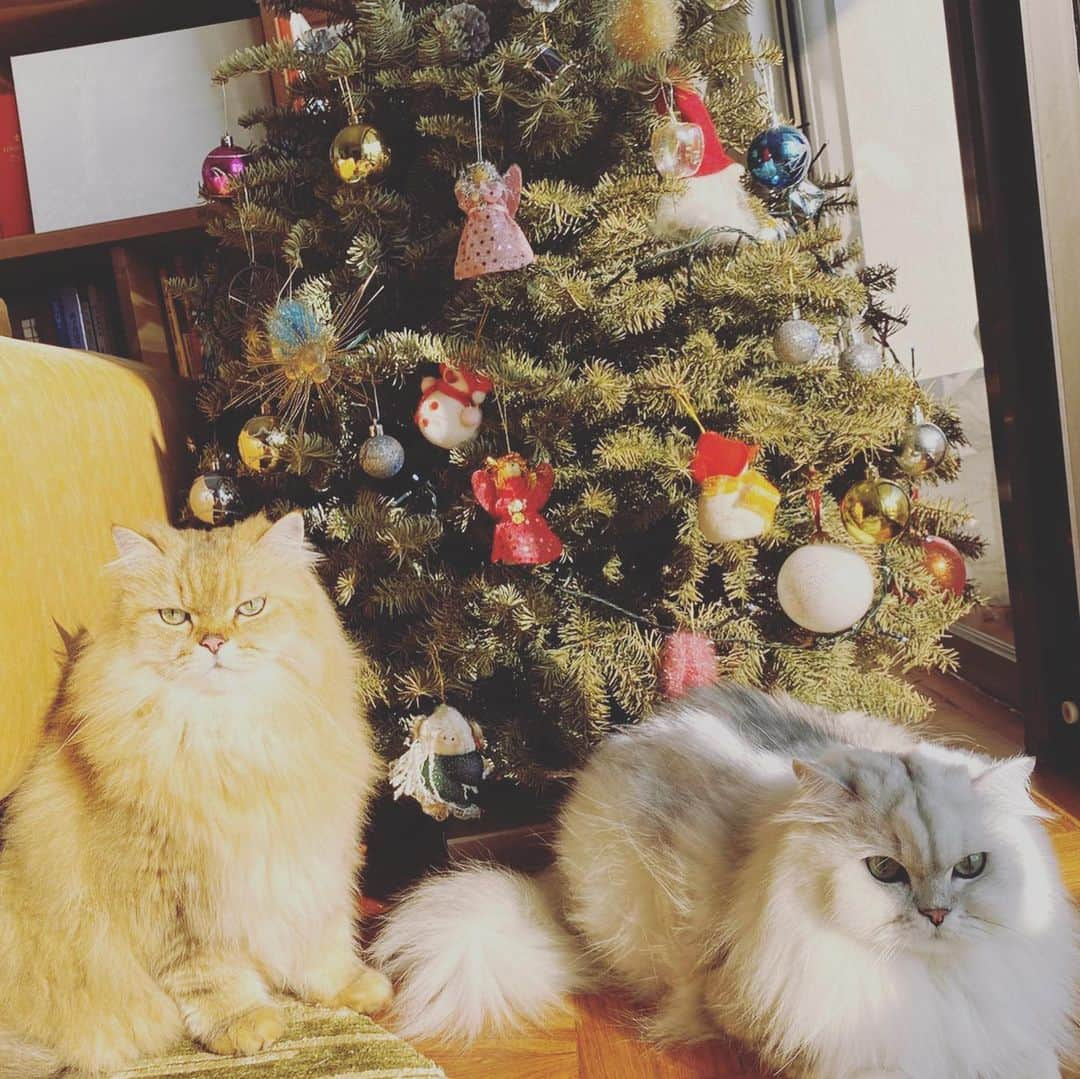 スー・チーさんのインスタグラム写真 - (スー・チーInstagram)「少爺們不喜過節 ～ 💅🏻💅🏻💅🏻 #Merry Christmas #cat」12月25日 8時37分 - sqwhat