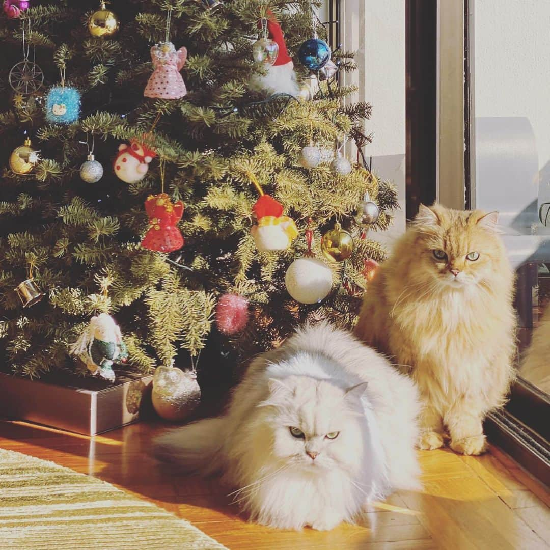 スー・チーさんのインスタグラム写真 - (スー・チーInstagram)「少爺們不喜過節 ～ 💅🏻💅🏻💅🏻 #Merry Christmas #cat」12月25日 8時37分 - sqwhat