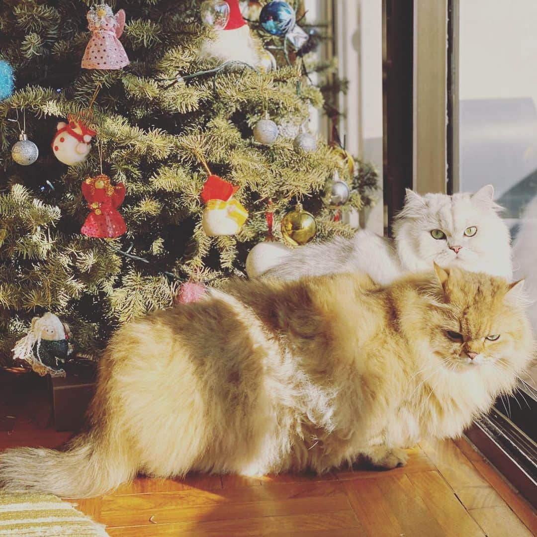 スー・チーさんのインスタグラム写真 - (スー・チーInstagram)「少爺們不喜過節 ～ 💅🏻💅🏻💅🏻 #Merry Christmas #cat」12月25日 8時37分 - sqwhat