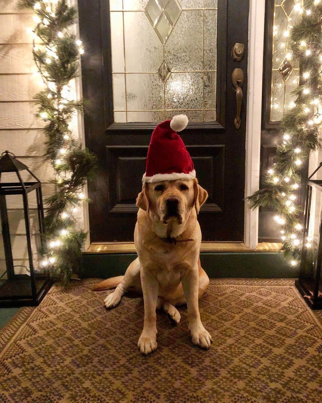 Huckのインスタグラム：「Patiently waiting for Santa Paws like... Merry Christmas Eve everyone! 🐾🎄❤️ . . . . . . . . #talesofalab #yellowlab #labsofinsta #worldofmylab #instalab #englishlabrador #labradorretriever #labrador_class #yellowlabsquad #yellowlabsquad  #labphotooftheday #fab_labs_ #merrychristmas」