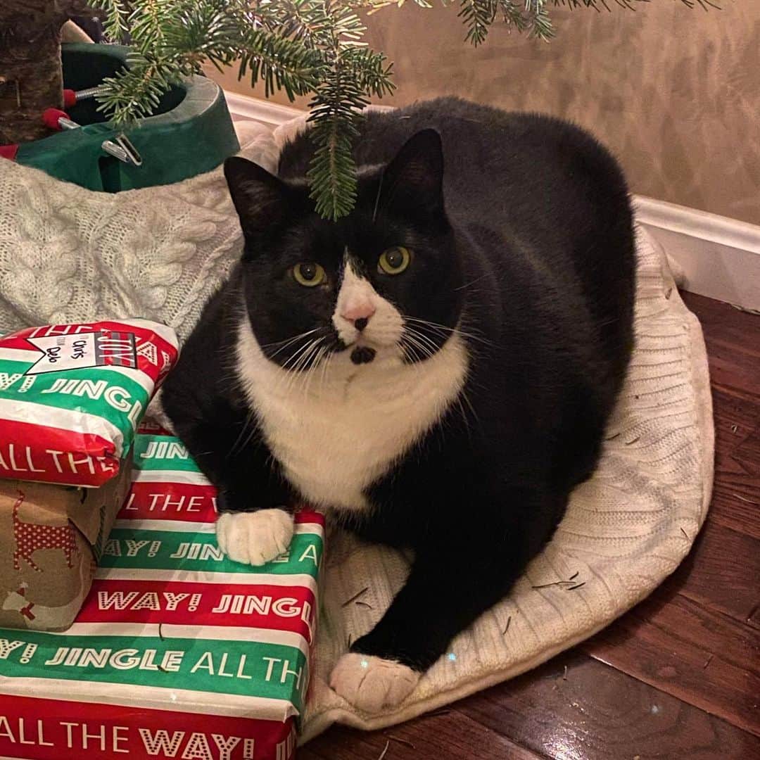 Tuxedo Cat Brosのインスタグラム：「Waiting for Santa! Do you think he will appreciate the catnip cookies we left out for him? 🍪 Merry Christmas! Happy Hanukkah! Happy New Year! ❤️」