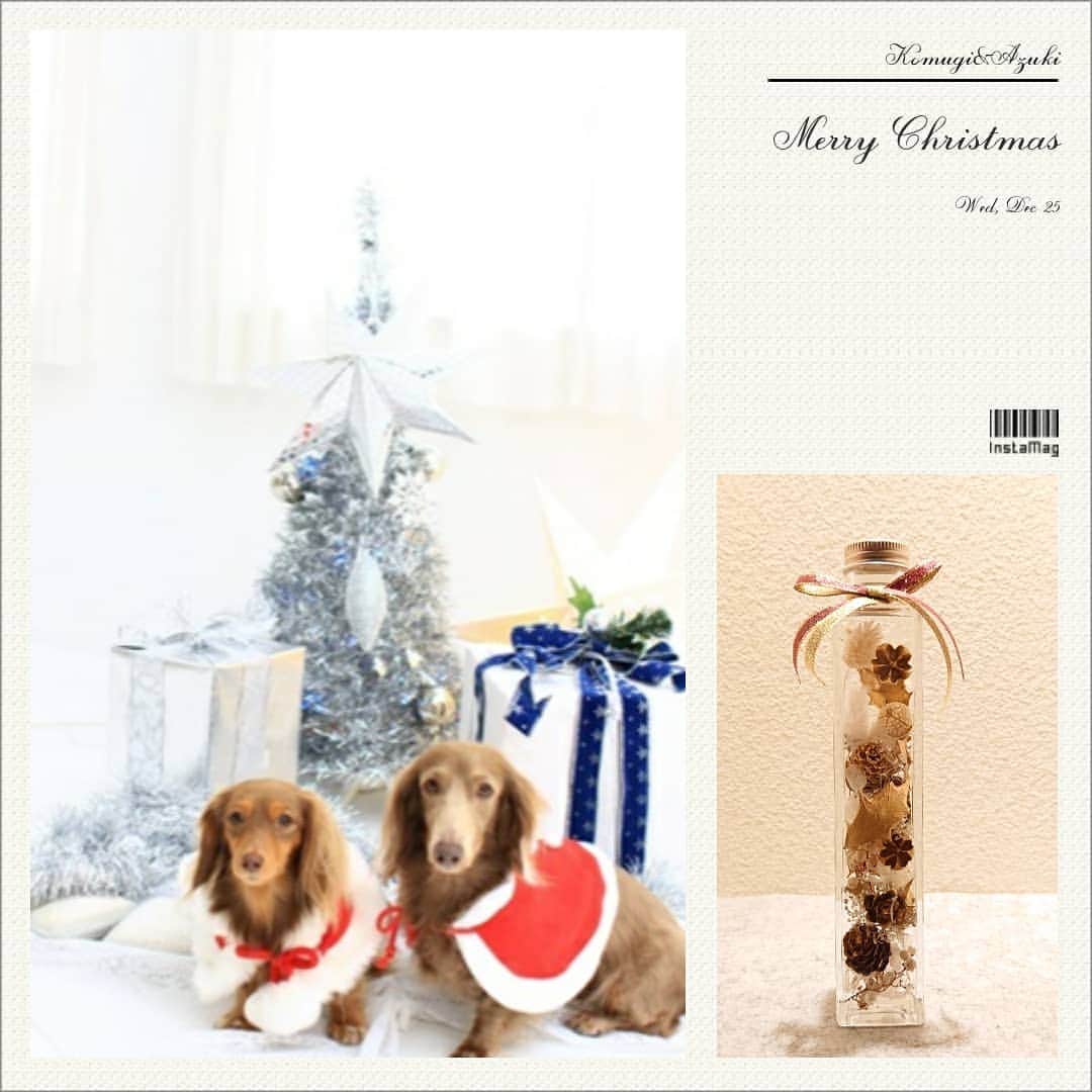 くるみんのインスタグラム：「* ✴️Merry🎄Christmas✴️ * 気持ち的にイマイチ盛り上がってない今年のクリスマス 今日は鍋の予定だし(笑)  2ワンには、美味しそうなお肉でも買ってあげようかな。  見よう見まねで、ハーバリウム(クリスマスバージョン)作ってみた。 いつも、やってみよう！から入るタイプ  #ミニチュアダックスフンド #ミニチュアダックスフント #ミニチュアダックス #イザベラタン #イザベラ #カニンヘンダックスフント #カニンヘン #カニンヘンダックス  #カニンヘンダックスフンド #チョコタンダックス #チョコタン #ダックス多頭飼い #ダックスフント #ダックスフンドカニンヘン #ダックスフンド #ダックス #メリークリスマス #クリスマス #ハーバリウム #わんこなしでは生きていけません会 #いぬばか部 #いぬすたぐらむ #短足部 #dachshundgram #dachshund #dogstagram #inustagram #instadachs #merrychristmas #7pets_1day」