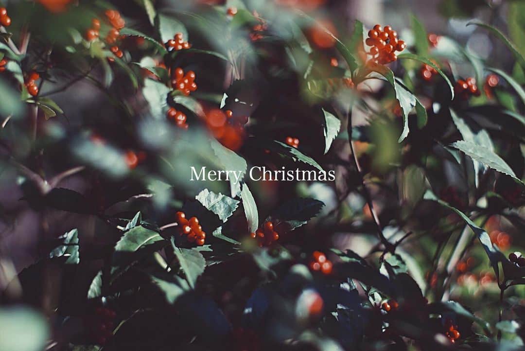 yukaさんのインスタグラム写真 - (yukaInstagram)「*".`:*☆ Merry Christmas ☆ *:`."* ・ ・ ・ 最近撮ったクリスマスっぽい写真←無理やり( ¯−¯٥) ・ 今年は…家でボッチだわ。 ・ #ザ花部 #indies_gram  #igersjp  #ig_japan  #instagramjapan  #team_jp_flower  #kosai_photo2019  #豊田佐吉記念館 #豊田佐吉記念館裏山 #千両 #vsco」12月25日 9時51分 - yuka_ff