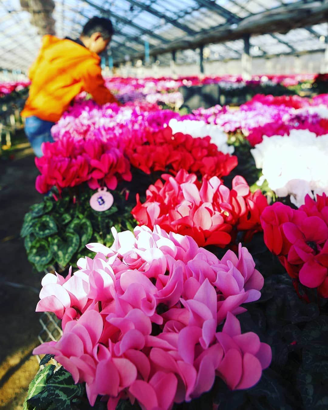 愛知県田原市さんのインスタグラム写真 - (愛知県田原市Instagram)「Flowers that color Christmas. クリスマスを鮮やかに  #サンタさん来た？ #たはら暮らし からは #渥美半島今月の鉢花 #シクラメン #渥美半島 から全国へ #部屋が明るくなるよ #たはらの花 たち #おすすめ！  #メリクリー！ * #たはら暮らし * #菜の花浪漫街道 #scenic_jp#海 #渥美半島#田原市#田原#伊良湖岬#伊良湖#赤羽根#tahara#irago#akabane#サーフィン#surfing#田舎暮らし#日々の暮らし#休日の過ごし方#スローライフ#instagramjaran#igersjp#scenic_jp」12月25日 9時58分 - tahara_kurashi