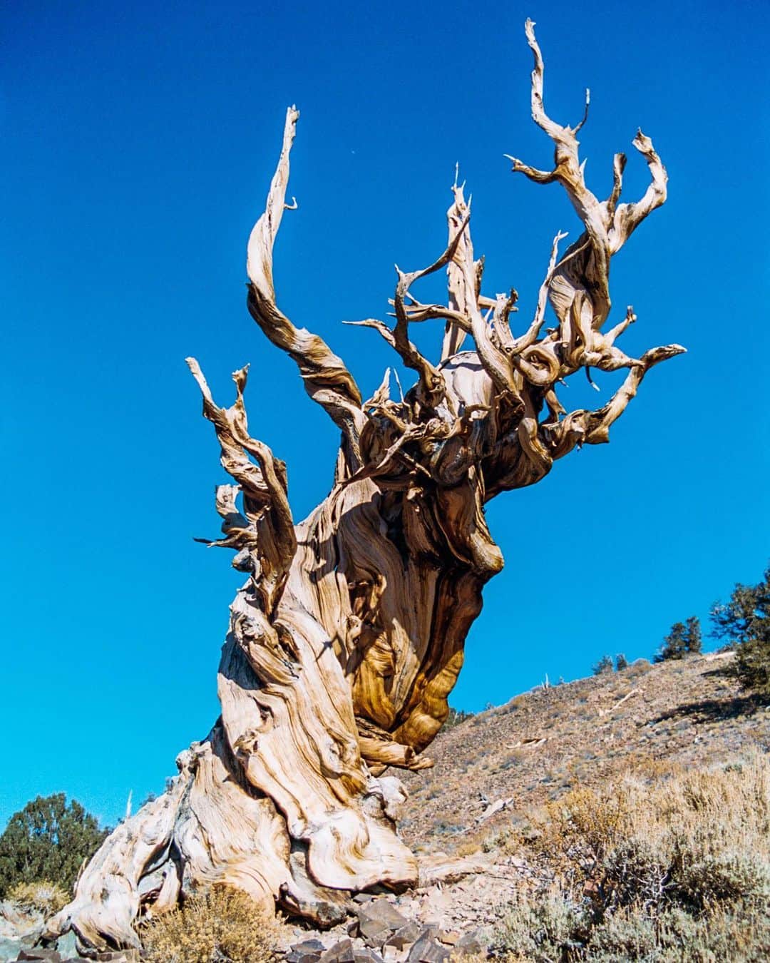 コール・スプラウスのインスタグラム：「Here’s a bristlecone pine for you guys, the oldest living organism and Christmas tree on earth. Happy holidays from your estranged brother Cole.」