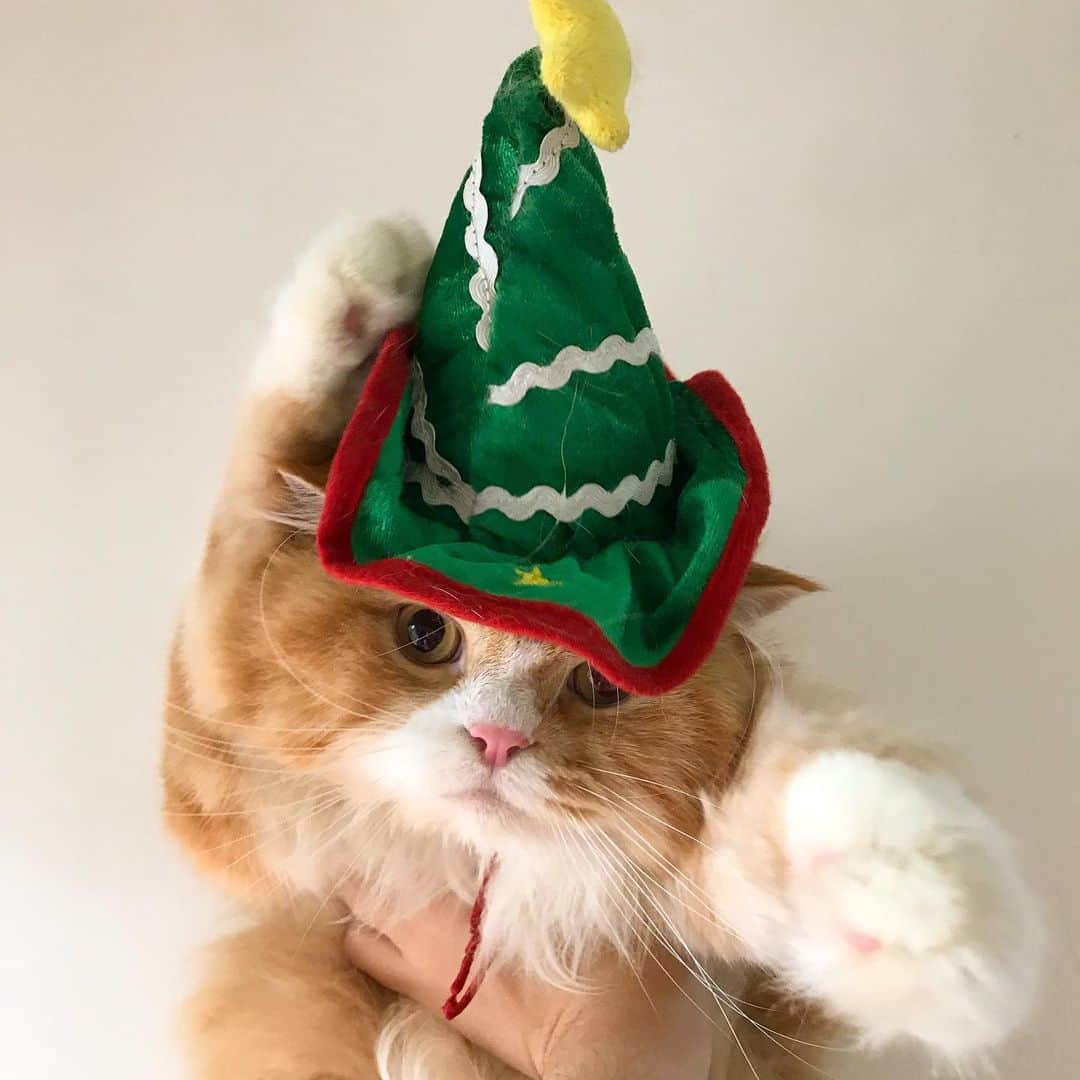 Haruのインスタグラム：「❤️🎄Merry Christmas 🎄 ❤️ best pic from Alex (so far)😅 #christmastree #christmas #น้อนไม่ชอบขนาดนั้นเลยอ่อ」