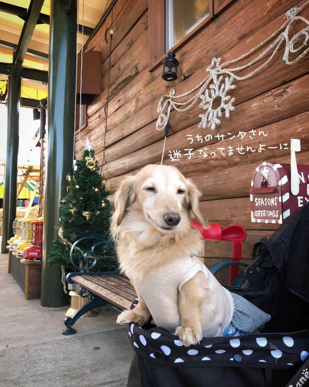 チズさんのインスタグラム写真 - (チズInstagram)「🎄メリークリスマス🎄 我が家のサンタ🎅現在行方不明。笑 しばしお待ちを🐶💕 皆様、素敵なクリスマスを過ごしてね✨ #merrychristmas 🎂 #あわてないサンタクロース  #時間にルーズなサンタ🎅  #犬とおでかけ 🐕 #Mダックス #ダックス#ミニチュアダックス #ミニチュアダックスフンド #短足犬 #短足部 #カニンヘンダックス #関西ダックス#親父犬 #シニア犬 #犬なしでは生きていけません会 #🐶#💕#ダックス13歳#初老ライフ#親父の日常#インスタでわんこみるのが日課 ♡♡」12月25日 11時17分 - sqi.chizu