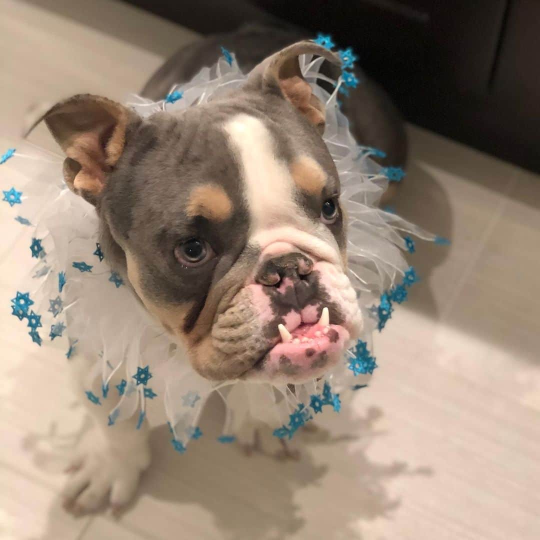 Bodhi & Butters & Bubbahのインスタグラム：「Celebrating the third night of Hanukkah 🕎 Chag sameach! . . . . . #hanukkah #bulldog #puppy #third #night #festival #of #lights #bestoftheday #dogsofinstagram #mylove」