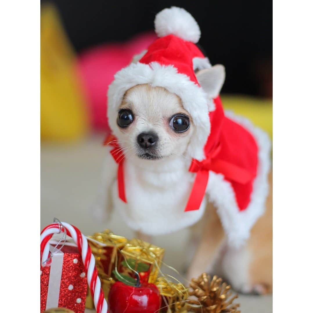 まち(Machi)のインスタグラム：「. 🎅🎄🐶❤️😘 . #chihuahua #chihuahuas #dog #instadog  #weeklyfluff #doglover #chihuahualove #ふわもこ部 #choco #azuki #omochi #チワワ #ちわわ #犬 #スムチー #ロンチー #ちわすたぐらむ #いぬすたぐらむ #ちわわ部　#christmas #merrychristmas」