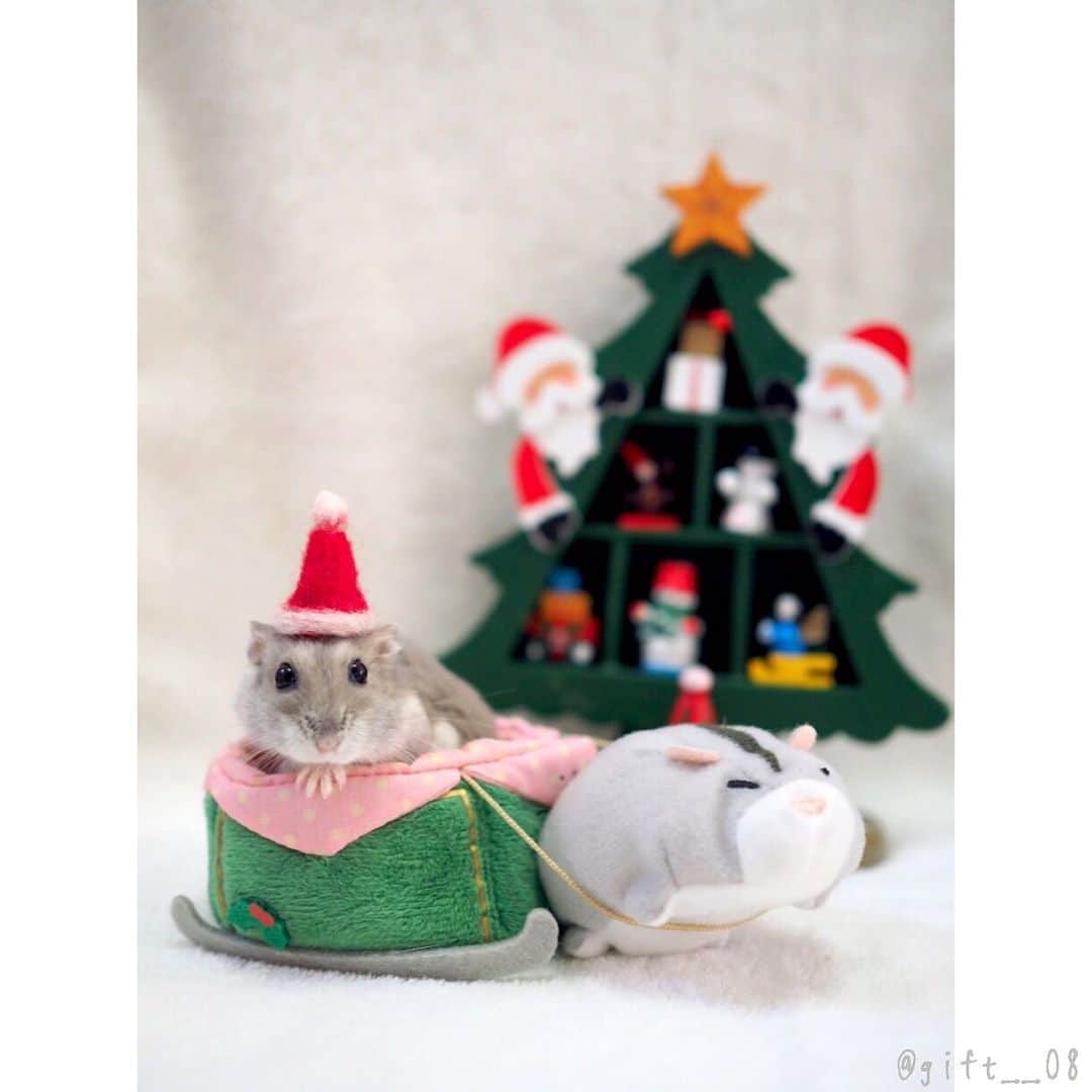 manoのインスタグラム：「2019.12.25 Merry Christmas🎄 . #MerryChristmas #クリスマス #パドル #PADDLE #アニマル写真部 #ふわもこ部 #親バカ部 #かわいい #もふもふ #ハムスター #ジャンガリアン #ブルーサファイア #イケメン#ハムスタグラム #햄스터 #pet #cute #animal #lovely #kawaii #hamster #hammy #igersjp  #hamstergram #instagramjapan #petlover #pet_of_our_world #OLYMPUS #OLYMPUSPENF」