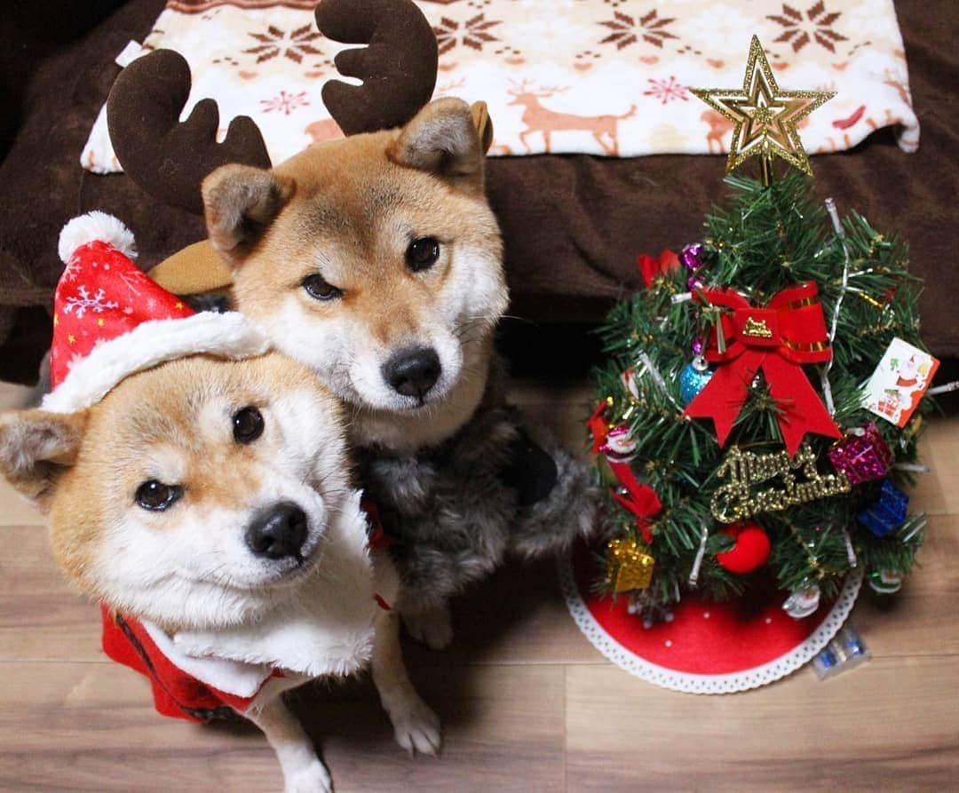 柴犬たま Shibainu Tamaさんのインスタグラム写真 - (柴犬たま Shibainu TamaInstagram)「メリークリスマス🎄✨🎅 たまトナカイとミケサンタがやって来たよ〜😉👌 * Caption trans🇬🇧 Merry Christmas🎄✨🎅 Tama reindeer and Meekeh Santa came to our house😉👌 * #柴犬たま #たママ #たまーば #たま家族 #柴犬ミケ #ミケママ #クリスマス #Christmas #Xmas #クリスマスツリー #ポンチョ #サンタクロース #サンタさん #トナカイ #たまコレ #ミケコレ #たマダム #仲良し親子 #かなりひし形 #柴犬 #shiba #shibainu #shibastagram #犬 #dog #多頭飼い」12月25日 12時02分 - tama7653