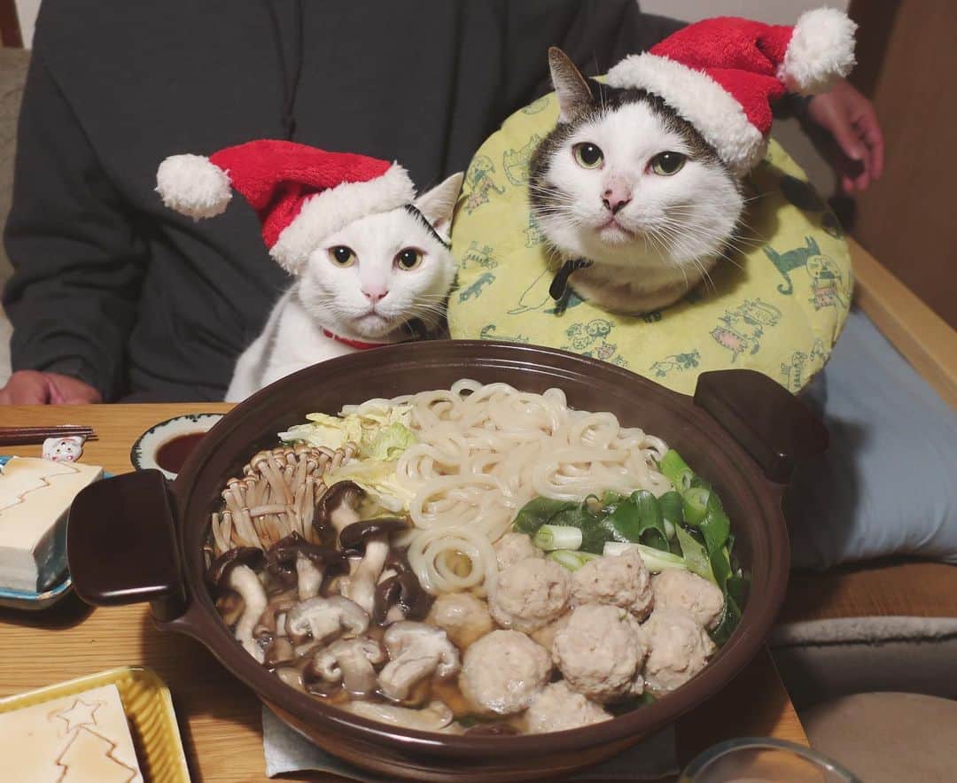 八、おこめさんのインスタグラム写真 - (八、おこめInstagram)「クリスマス・イブやけど…和w 彼らのサンタ帽子とお豆腐のツリー🎄だけ、かろうじてクリスマス感を演出してくれてるw ほんでハッチャンがやる気で、うどんすき鍋の前でやたらドヤ顔キメてくるっw 最後に湯気動画♨️ うどんすき鍋って大阪の郷土料理なんやって〜♩ 帰ったらケーキ作ろ〜🎂 #うどんすき鍋 #八おこめズラ #八おこめ #ねこ部 #cat #ねこ #猫 #ネコ #八おこめ食べ物 #八おこめ動く #クリスマス #MerryChristmas」12月25日 12時25分 - naomiuno