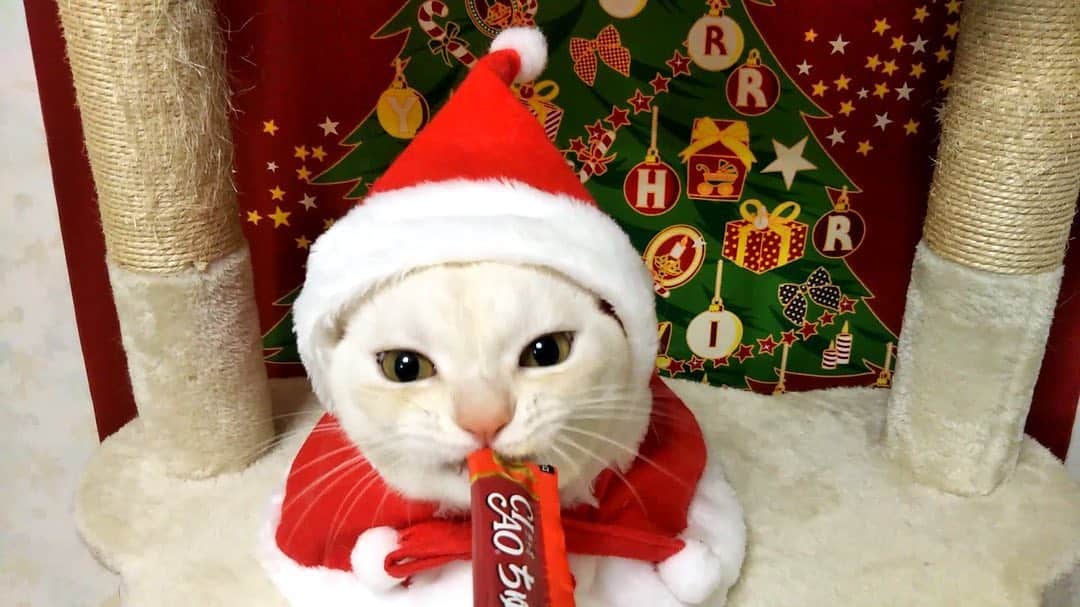 いなば CIAOちゅ～るさんのインスタグラム写真 - (いなば CIAOちゅ～るInstagram)「‪ ‪＼‬ 🎅Merry Christmas！‬‪／‬﻿ ﻿ ‪クリスマスちゅ〜るで、猫ちゃんと素敵なクリスマスをお過ごしください🥰‬﻿ ﻿ ‪クリスマス篇TVCMも公開中です🎄‬﻿ https://www.inaba-petfood.co.jp/campaign/ciaochuru_2019/﻿ ﻿ ‪#メリークリスマス #Xmas #クリスマスちゅーる #サンタさんからのプレゼントは #ちゅーる ‬」12月25日 12時28分 - ciao_campaign