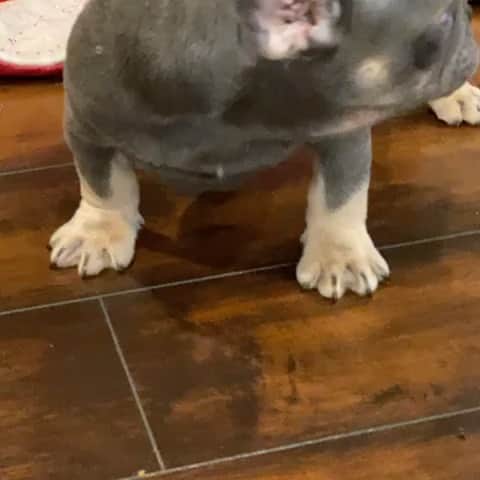 Oprahnbooのインスタグラム：「Male, lilac tri.  #dogteam #doglovers #dogsofinstagram #dogoftheday #doglife #dog  #tag #share」