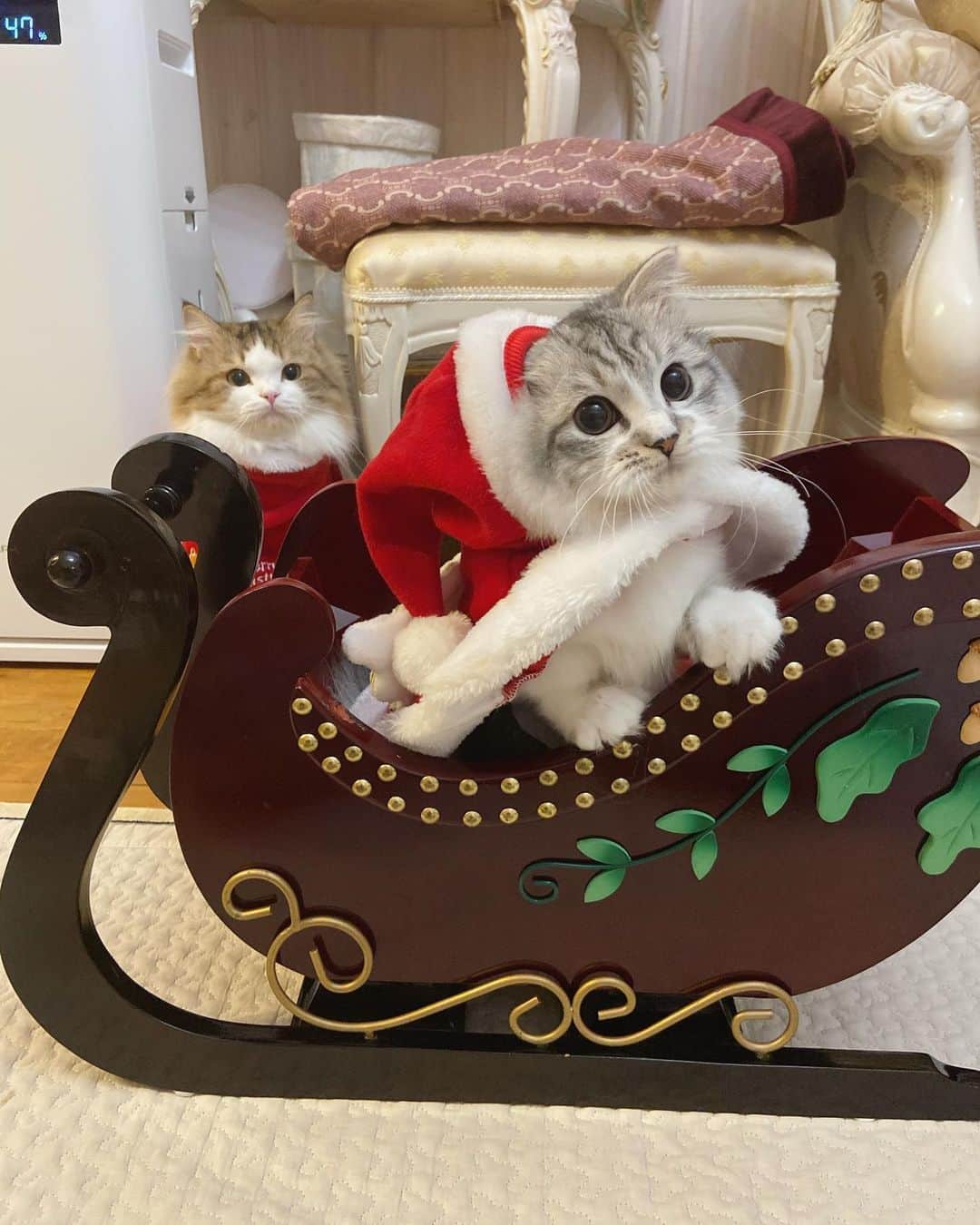 マンチカンのココ王子さんのインスタグラム写真 - (マンチカンのココ王子Instagram)「ギリギリ投稿😅  時間がなかったので、クリスマスが終わる10分前に撮影😂」12月25日 23時59分 - cocolog_cat