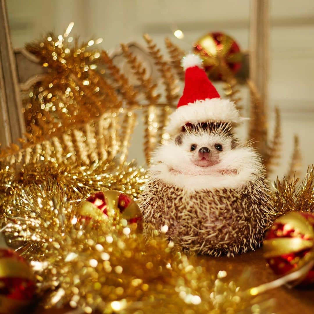 あずきさんのインスタグラム写真 - (あずきInstagram)「Azuki santa 🎅 How cute! 毎年クリスマスのディナーを囲んで年賀状の撮影をする我が家。今年から あずきがいなくなっちゃったけど、もなさんが一人で頑張りました🦔 . この写真は一年前のあずき。なんていい顔〜😘😘😘可愛すぎて苦しくなるレベル💕 . . . #merrychristmas2019  #メリクリ #サンタ帽 #メリークリスマス #はりねずみ #ハリネズミ #hedgehog #pygmyhedgehog #lovelypet #cuteanimals #はりねずみのあずき #hedgie #Hérisson #고슴도치 #刺猬 #hedgehogazuki  #hedgehogsofinstagram #animaladdicts #cuddles #meowed #petscorner  #cutepetclub #worldofcutepets #animalvibes」12月25日 22時39分 - hedgehog_azuki