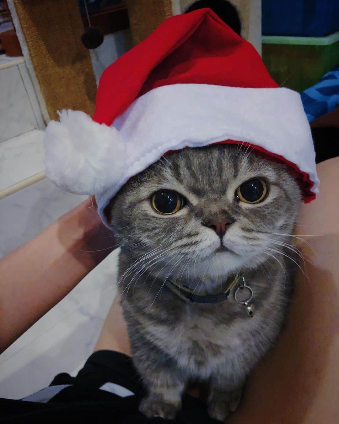Pancakeのインスタグラム：「.... Oops! This Santa Meow is a little late but better late than never I guess??? MEOWRRY CHRISTMAS🎄🎁 !! #cats #catlovers #catsconnect #catstagram #catsoninstagram #catsofinstagram #catoftheday #sgcats #pets #petlovers #pancake #petstagram #instacats #thedailykitten  #instagramcats #munchkincats #neko #ねこ #マンチカン」