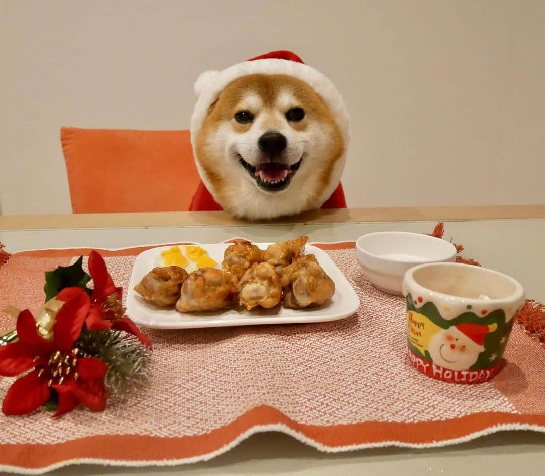 shibainu berryさんのインスタグラム写真 - (shibainu berryInstagram)「Christmas dinner🍽 Grilled chicken, boiled egg, goat milk😋 べりやんのクリスマス🐻 ディナーは手羽元のグリル、ゆで卵、ヤギミルクでした🍽手羽元は味付けは無しでグリルしただけ！簡単で絶対美味しい😆食べにくいので結局手でちぎってあげました😅 オモチャで遊んだり〜🎵オヤツ食べたり〜😋 楽しかったね✨ べりサンタお疲れ様🎅おやすみなさい🌟 #❤️迷子犬の掲示板スタッフ @maigo_dog  #❤️迷子犬の掲示板四国 @maigo_dog_shikoku #めざせ迷子犬ゼロ👌 #柴犬 #べりやん #べりむく #多頭飼い #berry #shiba #shibainu  #shibainumania #shibastagram #instashiba #ぷにっと部 #口角キュキュッと部  #チーム俺様 →部員絶賛募集中 #shiba_snap #proudshibas #west_dog_japan #サンデイ #instagramjapan #ふわもこ部 #pecoいぬ部 #pecotv #buzzfeedanimals #dogsofinstagram #dogsofinstaworld #dogs_of_instagram #9gag」12月25日 22時55分 - shibainu.berry