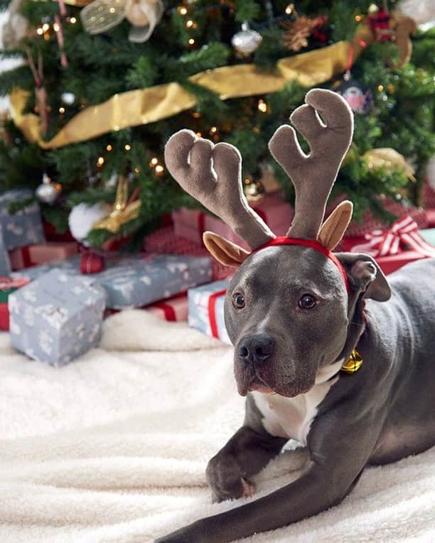 ヴェラブラッドリーさんのインスタグラム写真 - (ヴェラブラッドリーInstagram)「Waiting for everyone to wake up to open presents like 🐶 From all of us here at Vera Bradley, Merry Christmas! * * * #verabradley #christmas #christmasmorning #holidays #happyholidays」12月25日 23時00分 - verabradley