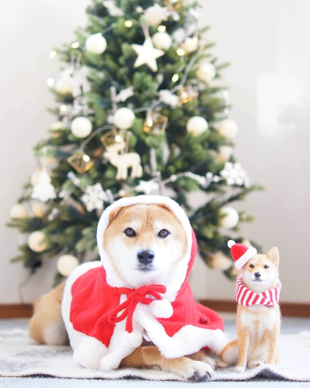 柴犬 ゆりのインスタグラム：「2019.12.25 Merry Christmas ✨🎄✨ サンタVer.🎅 今日クリスマスツリー出しました😅 すぐになおさないといけないけど😂  #christmas #dog #dogstagram #dogsofinstaworld #dogsofinstagram #shibainu #shibastagram #team_jp_ #tokyocameraclub #igersjp #pecoいぬ部  #クリスマス #サンタクロース #柴犬 #犬 #なりきりクリスマス #ビューティープロコンテスト @beautypro_contest #ペティオクリスマス #クリスマスわんこ @animalabo_official」